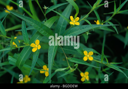 Water primrose (Ludwigia spp.) flowering plant in a rice paddy Stock Photo