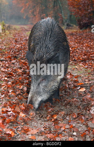 Wild Boar (Sus scrofa) foraging for food on the forest floor Stock Photo