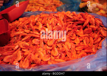 Freshly caught shrimp at the fish market in Bergen, Norway, Scandinavia, Northern Europe Stock Photo