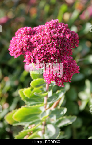 Sedum 'Herbstfreude', Crassulaceae.  A hybrid of Hylotelephium telephium and Hylotelephium spectabile. Stock Photo