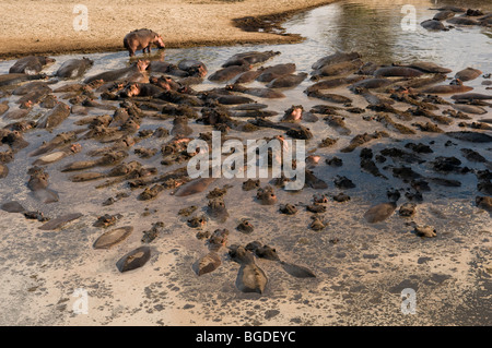 Hippo Hippopotamus amphibius in communal wallow as water levels recede in the dry season. Stock Photo