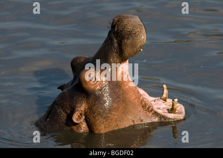 Hippo Hippopotamus amphibius yawning Stock Photo