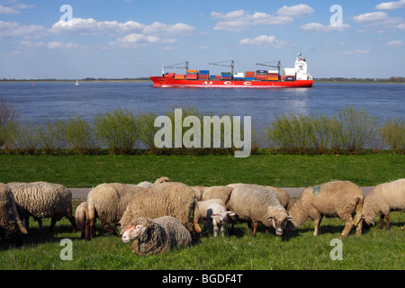 Domestic sheep (Ovis ammon f. aries ), ewes with lambs on a dyke with a containership on the Elbe river, Wisch, Altes Land area