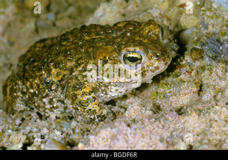 Natterjack toad (Bufo calamita) in a sand pit Stock Photo