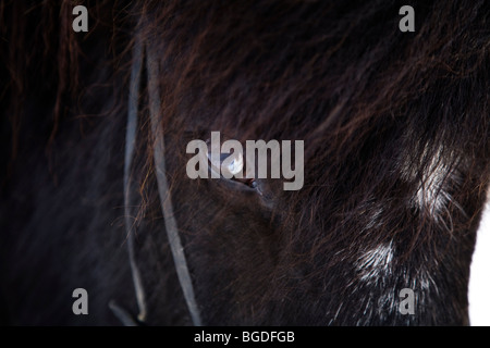 Close-up of horse eye. Icelandic horse. Skagafjordur, Iceland. Stock Photo