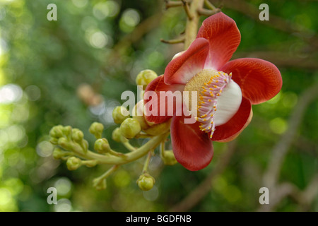 Flower of the Cannonball Tree (Couroupita guianensis), St. Croix island, U.S. Virgin Islands, United States Stock Photo