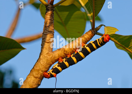 Caterpillar of the Tetrio sphinx moth (Pseudosphinx tetrio) on a Frangipani (Plumeria), St. Croix island, U.S. Virgin Islands,  Stock Photo