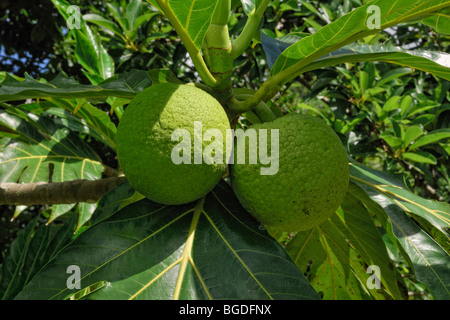 Edible fruits of the breadfruit tree (Artocarpus altilis), St. Croix island, U.S. Virgin Islands, United States Stock Photo