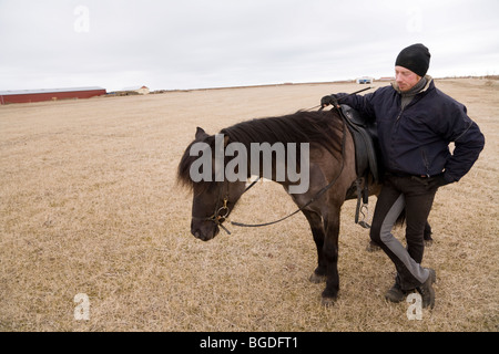 Icelandic horse. South Iceland. Stock Photo