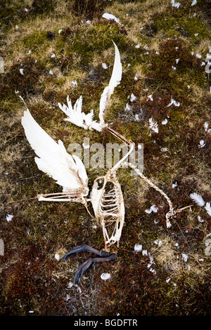 Skeleton of a dead swan, feathers all around. Iceland. Whooper Swan (Cygnus cygnus) Stock Photo