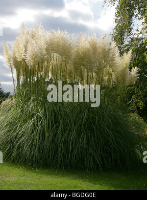 Pampas Grass, Cortaderia selloana, Poaceae Stock Photo