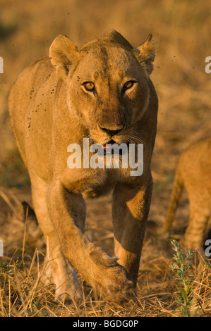 A lioness walks towards camera with flies buzzing around her. Stock Photo