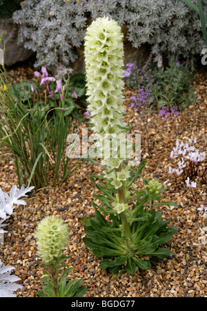 Yellow Bellflower, Campanula thyrsoides, Campanulaceae, Alpine Europe Stock Photo