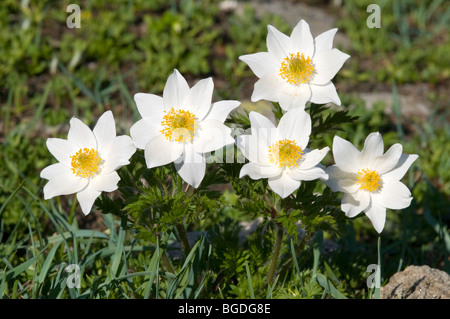 White Alpine Anemone (Pulsatilla alpina ssp. Alpina), Gran Paradiso National Park, Valle d'Aosta, Italy, Europe Stock Photo