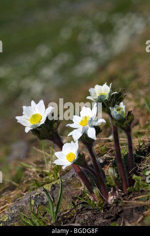 White Alpine Anemone (Pulsatilla alpina ssp. Alpina), Gran Paradiso National Park, Valle d'Aosta, Italy, Europe Stock Photo