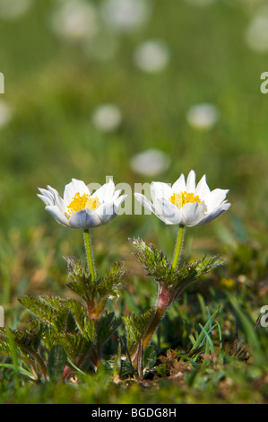 White Alpine Anemone (Pulsatilla alpina ssp. Alpina), Gran Paradiso National Park, Valle d'Aosta, Italy, Europe Stock Photo