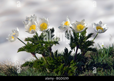 White Alpine Anemone (Pulsatilla alpina ssp. Alpina), Gran Paradiso National Park, Valle d'Aosta, Italy, Europe Stock Photo