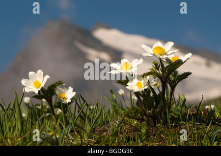 White Alpine Anemone (Pulsatilla alpina ssp. Alpina), Gran Paradiso National Park, Valle d'Aosta, Italy, Europe Stock Photo