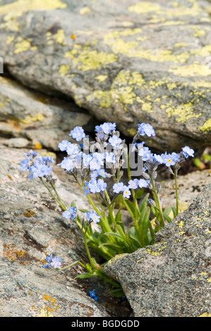 Water Forget-me-not or True Forget-me-not (Myosotis scorpioides), Gran Paradiso National Park, Valle d'Aosta, Italy, Europe Stock Photo