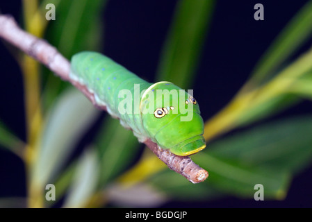 Western Tiger Swallowtail  Caterpillar or larva showing false eye spots. Stock Photo