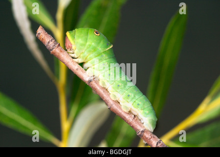 Western Tiger Swallowtail  Caterpillar or larva Stock Photo