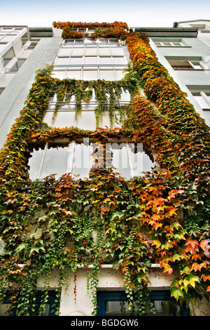Japanese creeper, Boston ivy, Grape ivy, Japanese ivy, or woodbine (Parthenocissus tricuspidata), on a facade in Haidhausen, Se Stock Photo