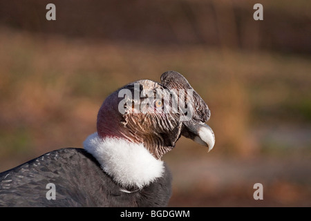 Portrait of an Andean condor (Vultur gryphus), male Stock Photo