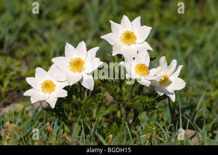 White Alpine Anemone (Pulsatilla alpina ssp. Alpina), Gran Paradiso National Park, Valle d'Aosta, Italy, Europe Stock Photo