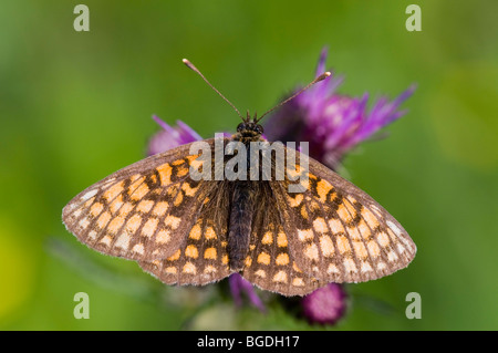 Heath Fritillary (Melitaea athalia), Lake Lutten, Mittenwald, Bavaria, Germany, Europe Stock Photo