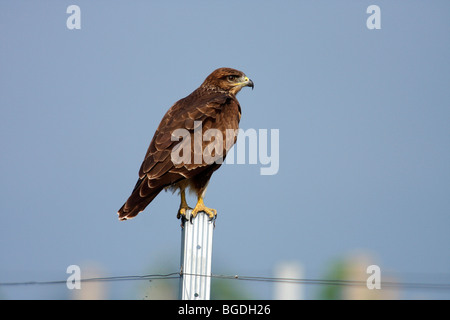 Common Buzzard (Buteo buteo) perched on a metal pole in a vineyard Stock Photo