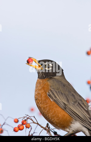 American Robin eating hawthorn berries - Vertical Stock Photo