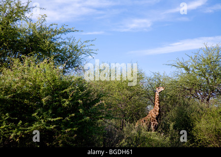 Giraffe feeding. Angolan Giraffe (Giraffa camelopardalis angolensis), Etosha National Park, Namibia