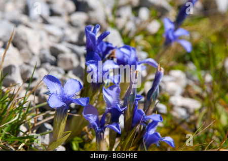 Spring Gentian (Gentiana verna) on Nebelhorn Mountain, Oberstdorf, AAllgaeu, Bavaria, Germany, Europe Stock Photo