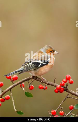 Male chaffinch (Fringilla coelebs) perched on twig with red berries Stock Photo