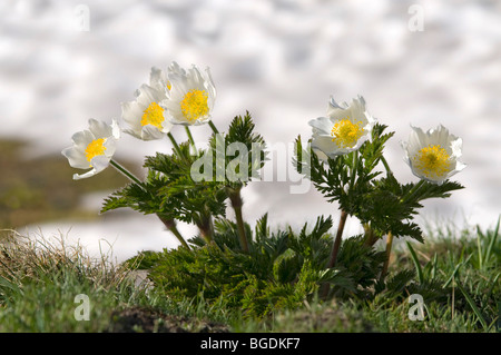 White Alpine Anemone (Pulsatilla alpina ssp. Alpina), Gran Paradiso National Park, Valle d'Aosta, Italy, Europe Stock Photo