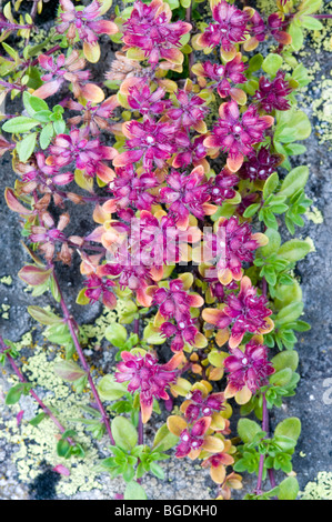 Wild Thyme or Creeping Thyme (Thymus polytrichus), withered, Lake Oberaar, Bernese Alps, canton of Bern, Switzerland, Europe Stock Photo