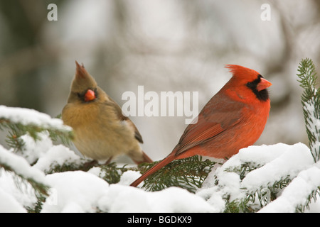 Northern Cardinals in Pine and Snow - Male and Female Cardinals Stock Photo