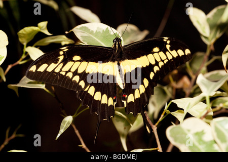 Giant Swallowtail Butterfly (Papilio cresphontes), Parc de la tête d'or (Golden Head Park), Lyon, France
