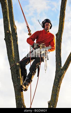 A tree surgeon working high in a tree Stock Photo