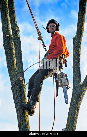 A tree surgeon working high in a tree Stock Photo