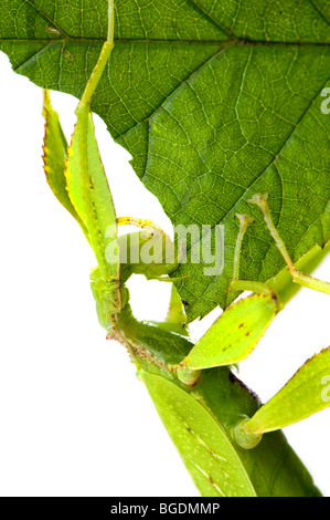 Phyllium Sp. philippines leaf insect eating eat  leafinsect stick appearance of a leaf look like leafinsect animal green leaf le Stock Photo