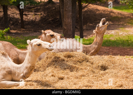 Dromedary Camels, native to the Middle East and Africa, resting in the midday heat at the Arbuckle Wilderness wildlife park. Stock Photo
