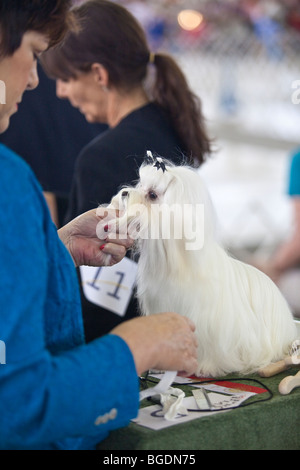 A Maltese Terrier being groomed by it's owner during a dog show in Dallas, Texas