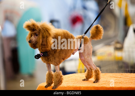 A brown Toy Poodle waiting to be groomed during a dog show in Dallas, Texas Stock Photo