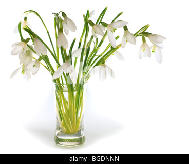 Spring snowdrop flowers nosegay isolated on white background with some shadows. Stock Photo