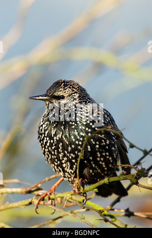 Starling (Sturnus vulagris) in winter plumage showing spots and iridescent feathers while perched in a garden bush