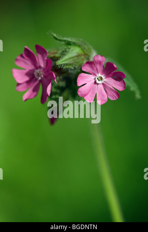 Silene Dioica - Red Campion Stock Photo