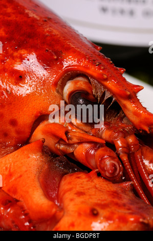 Cooked lobster and bottle of white wine Stock Photo