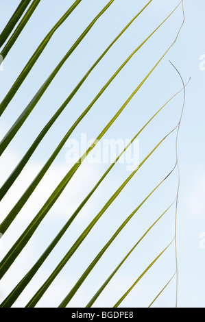 Coconut palm tree leaf pattern against blue sky. India Stock Photo
