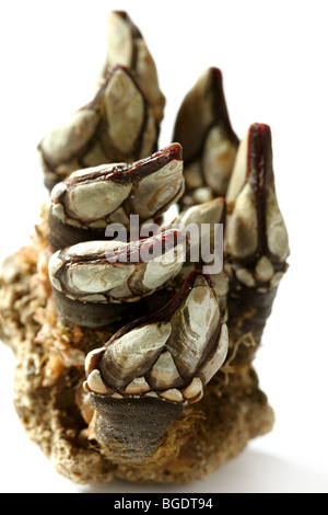 Barnacles, macro isolated over white studio background Stock Photo